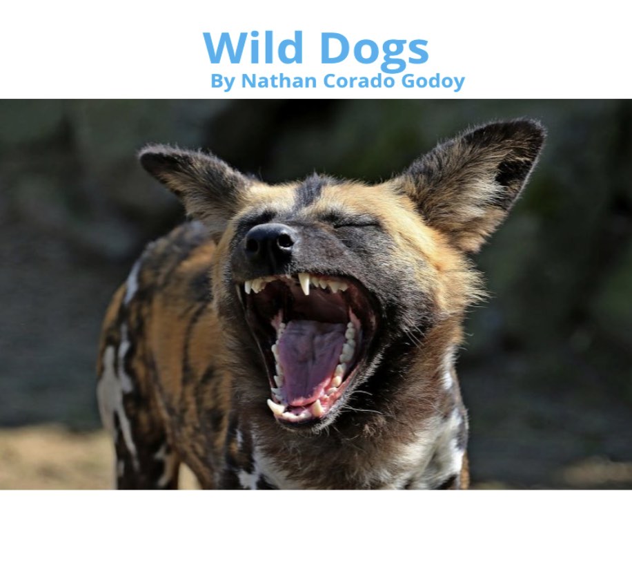 Picture of wild dog